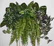 26" Mixed Boston Fern, Wandering Jew Ledge Garden