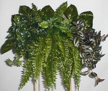 26" Mixed Boston Fern, Wandering Jew Ledge Garden