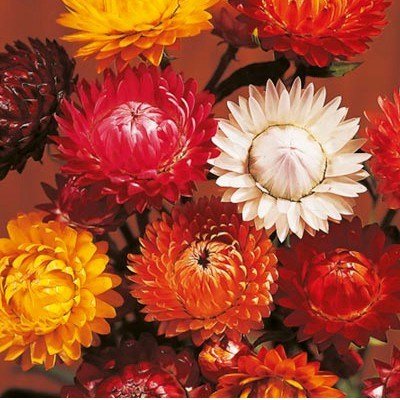 Helichrysum Strawflower Dwarf Everlast Curry Plant Mix 10 seeds