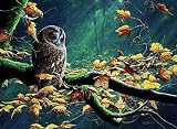 Tawny Owl - Artist: Dr. Jeremy Paul - Art Print Poster Size: 30.00 by 22.00 inches