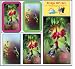 Bridge Gift Set - Hummingbirds - Double Deck Playing Cards - Score Pad - 2 Sets of Tallies