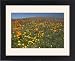 Framed Prints of California Poppies and Yellow Goldfields (Lasthenia californica), Pygmy-Leaved from Ardea Wildlife Pets