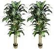 TWO PrePotted 6' Artificial Dracaena Trees with thick trunks