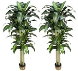 TWO PrePotted 6' Artificial Dracaena Trees with thick trunks