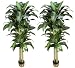 TWO PrePotted 6' Artificial Dracaena Trees with thick trunks