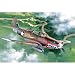 1/48 P-400 �G�A���R�u��