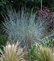 Little Bluestem Grass 25 Plants-Schizachyrium scoparium