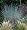 Little Bluestem Grass 25 Plants-Schizachyrium scoparium