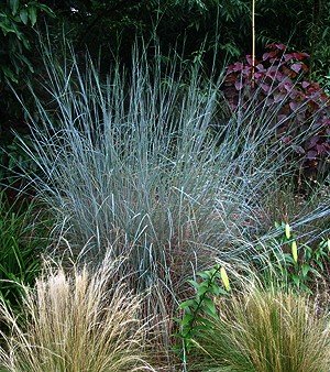 Little Bluestem Grass 25 Plants-Schizachyrium scoparium