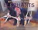 Search : Ballet of the Elephants