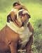 Bulldog Animals Art Poster Print