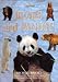Bears and Pandas (Nature Watch)