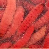 Magic Products Preserved Select Wax Worms Color: Red (5239R)