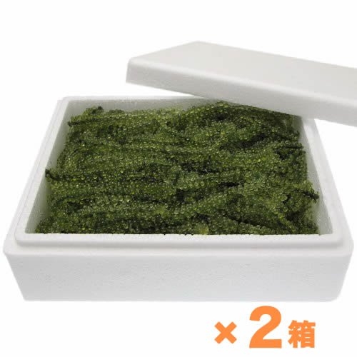 海ぶどう　500gお得な２箱セット