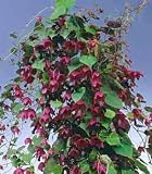 Chinese Purple Bell Vine 10 Seeds