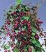 Chinese Purple Bell Vine 10 Seeds