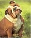 Big And Fat Bulldog Puppy Dog Quality Art Poster Print - 20 X 16