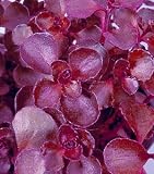 Voodoo Sedum - 4 Plants - Stonecrop - Great in the Sun!