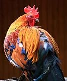 Cock - 24