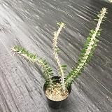 多肉植物：アローディア　亜竜木*28cm