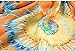 Leegoal Peacock Feather Printing Scarf Women Girl Shawl Chiffon Scarves