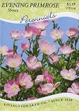 Evening Primrose - Showy (Perennial)