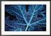 Frost on Maple Leaves in Fall Creek, Oregon, USA Lonely Planet Collection Framed Photographic Poster Print by Greg Gawlowski, 35x25