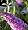 Peacock Butterfly Bush Buddleia Davidii