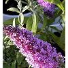 Peacock Butterfly Bush - Buddleia davidii - Extra Bushy - Proven Winners