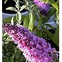 Peacock Butterfly Bush Buddleia Davidii