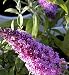 Peacock Butterfly Bush Buddleia Davidii
