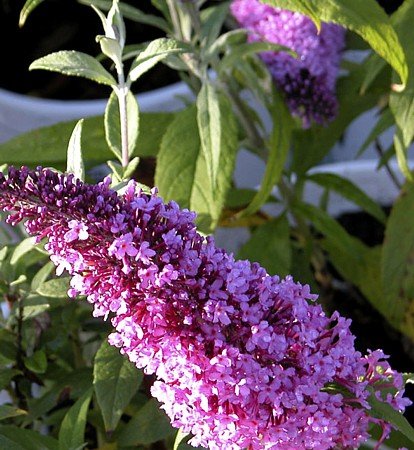 Peacock Butterfly Bush Buddleia Davidii
