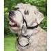 Holt Walking Headcollar - Size 1 in Black