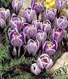 Amazon / Hirts: Bulbs: Pickwick Giant Crocus 12 Bulbs - Purple Stripes!