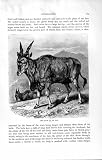 自然史の 1894 の Eland のカモシカ Orias Canna アフリカ canna