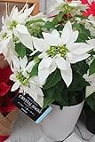 花苗　ラッピング込　サントリーフラワーズ　プリンセチア　クリスタルスノー　5号鉢　【送料込価格】【ギフト】