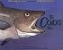The Cod's Tale