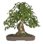 Brussel's Crepe Myrtle Specimen Tree