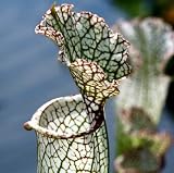 White Pitcher Plant - Sarracenia - Carnivorous - Hardy