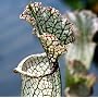 White Pitcher Plant Sarracenia