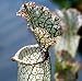 White Pitcher Plant Sarracenia