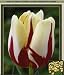 TULIP WORLD EXPRESSION X 50