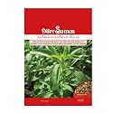 Stevia Samen - Pflanze rebaudiana - Honigblatt - S&uuml;&szlig;kraut