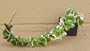 Variegated Hindu Rope Plant - EXOTIC - Hoya - 2 1/2" Pot