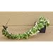 Variegated Hindu Rope Plant - EXOTIC - Hoya - 2 1/2" Pot