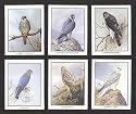 British Birds of Prey - Sparrowhawk, Peregrine Falcon, Hobby Falcon, Gyrfalcon, Goshawk, and Merlin - Collectors Cards