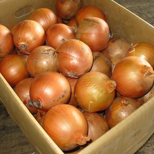 北海道産 玉ねぎ L大サイズ 5kg詰め 玉葱 タマネギ たまねぎ