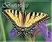 Book Butterflies 2006 16-Month Wall Calendar