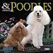 Toy and Miniature Poodles 2001 Calendar