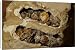 Canvas Prints of Common mud-dauber wasp - nest cell opened to show paralysed spiders provided as from Ardea Wildlife Pets